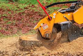Best Root Management and Removal  in Prosper, TX