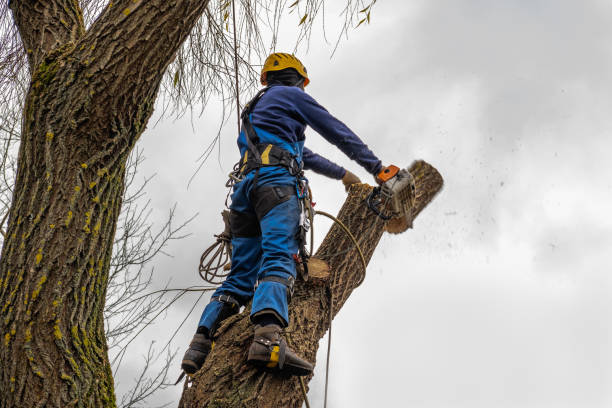Best Stump Grinding and Removal  in Prosper, TX