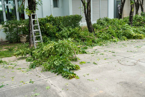 Best Arborist Consultation Services  in Prosper, TX