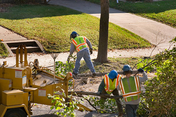 Best Lawn Drainage Solutions  in Prosper, TX