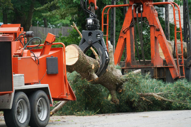 Best Storm Damage Tree Cleanup  in Prosper, TX