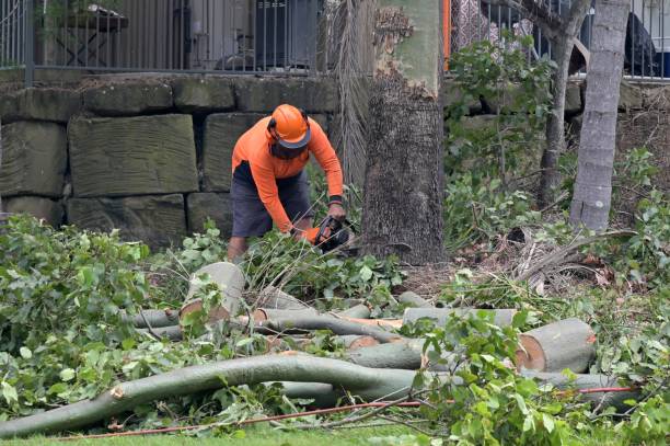 How Our Tree Care Process Works  in  Prosper, TX