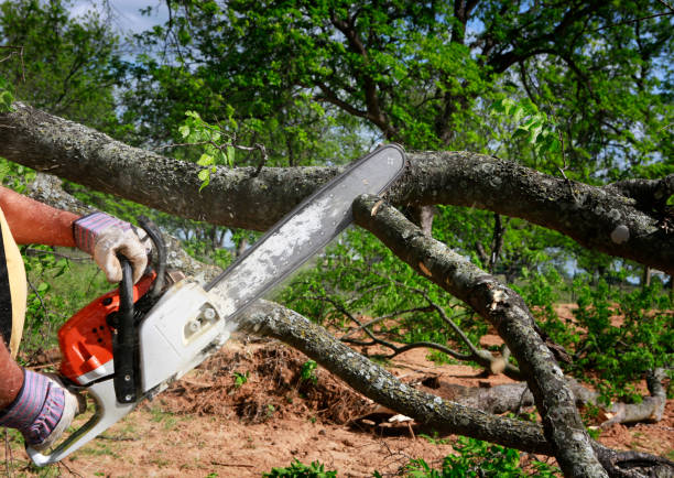 Best Lot and Land Clearing  in Prosper, TX