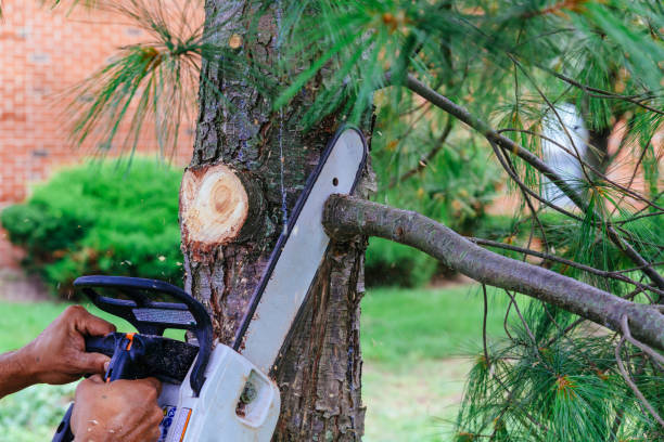 Best Tree Trimming and Pruning  in Prosper, TX